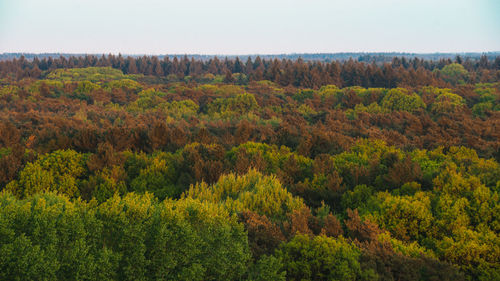 Scenic view of forest against sky during autumn