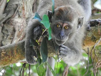 Close-up portrait of gray monkey on tree branch