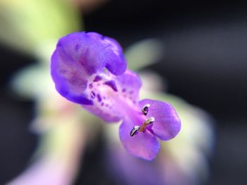 Close-up of bumblebee on purple flower