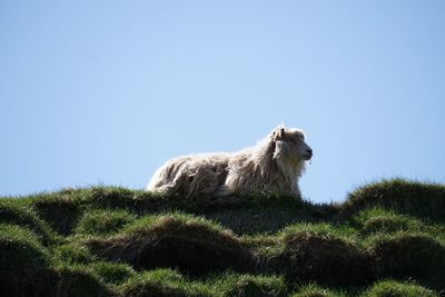 Sheep against clear sky