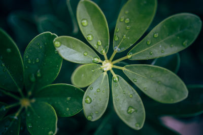 Plant after a rainy day in kuala lumpur, malaysia