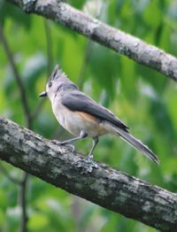 Close-up of bird perching on tree