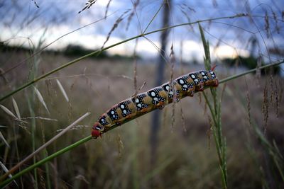 Close-up of insect on grass