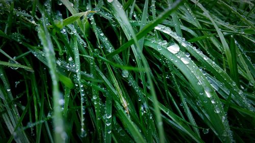 Close-up of wet grass growing on field