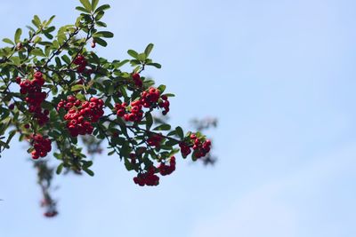 Low angle view of berries growing on tree against sky