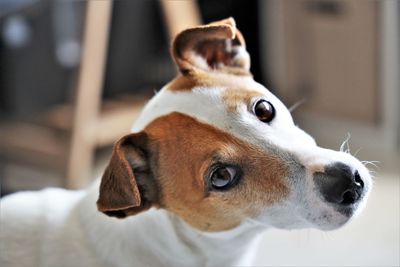 Close-up of dog looking at camera