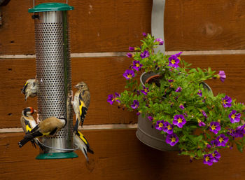 Birds perching on feeder