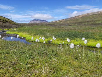 Scenic view of field against sky