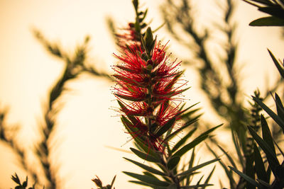 Close-up of red flowering plant