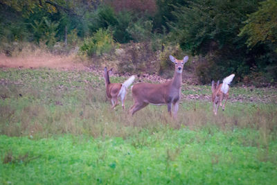 Horses on grassy field