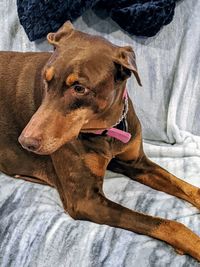 High angle view of dog resting on bed