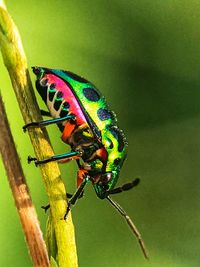 Close-up of insect on plant