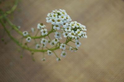 Close-up of white flowers