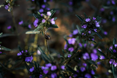 Close-up of bee pollinating on purple flower