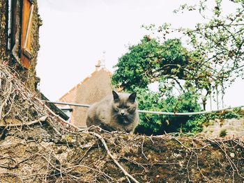 Low angle view of cat on roof