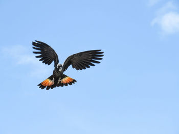 Low angle view of eagle flying against clear sky