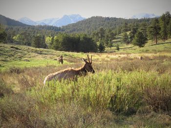 View of deer on field