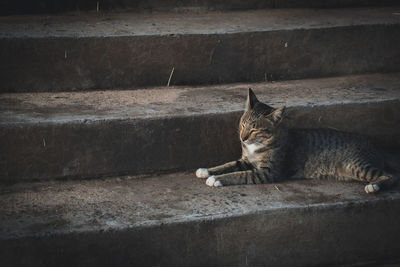 Cat resting on staircase