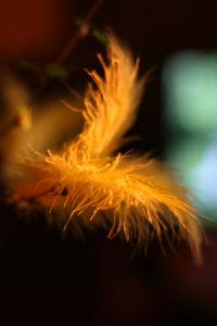 Close-up of illuminated sparkler at night