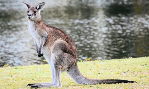 Side view of kangaroo standing at lakeshore