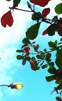 Low angle view of tree against sky