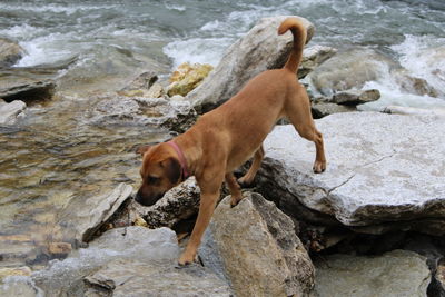 High angle view of dog on rock in sea