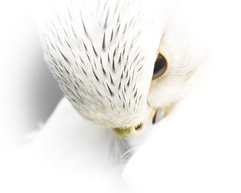 Close-up of bird preening