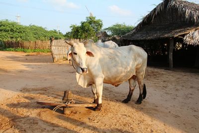 Cow standing by tree against sky