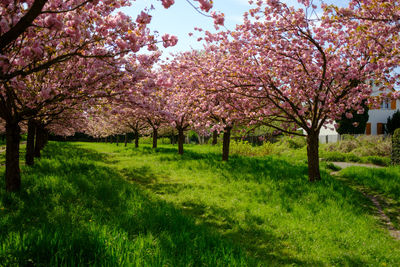 Pink cherry blossoms in spring