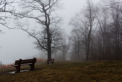 Trees on bench in foggy weather