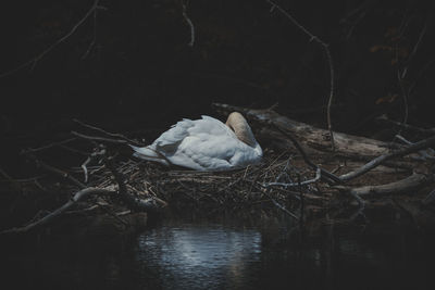 Swan floating on lake