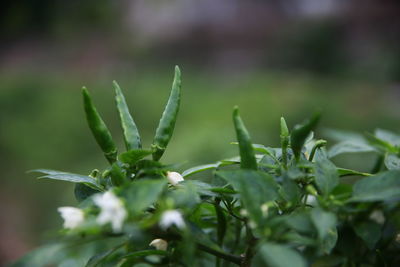 Close-up of fresh green plant in field
