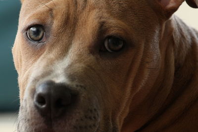 Close-up portrait of dog