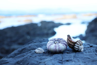 Close-up of seashell on rock