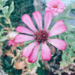 Close-up of pink flower blooming outdoors