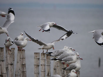 Seagulls flying in the sky