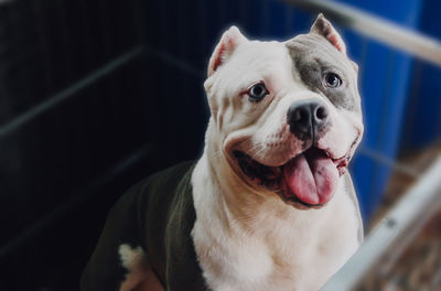 Close-up portrait of a dog