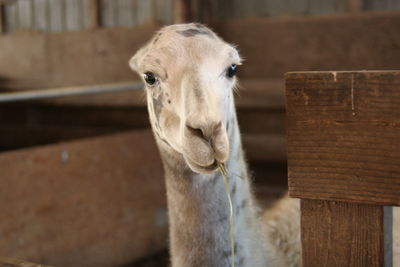 Close-up of goat