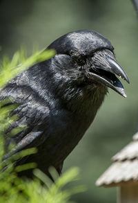 Big black bird poses for a portrait.