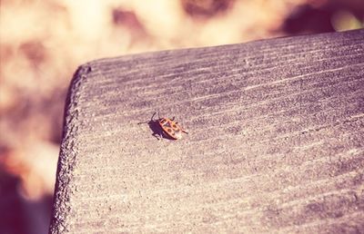 Close-up of insect