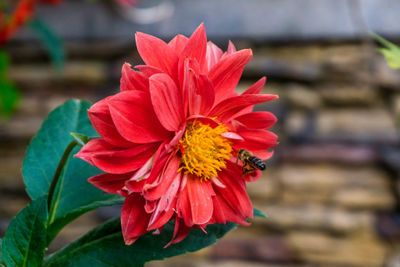 Close-up of bee on red flower