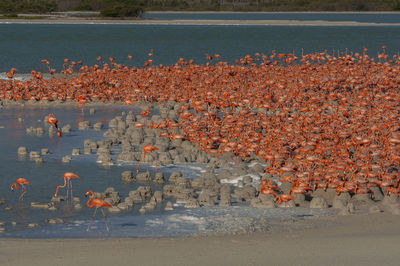 High angle view of birds on land