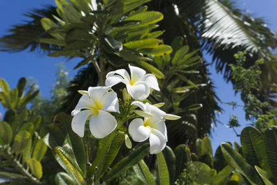 Close-up of white flowering plant