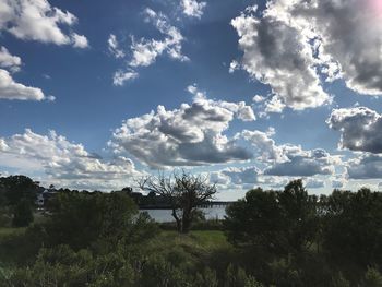 Trees against sky