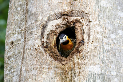 Low angle view of bird on tree trunk
