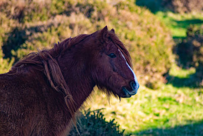 Horse standing on field