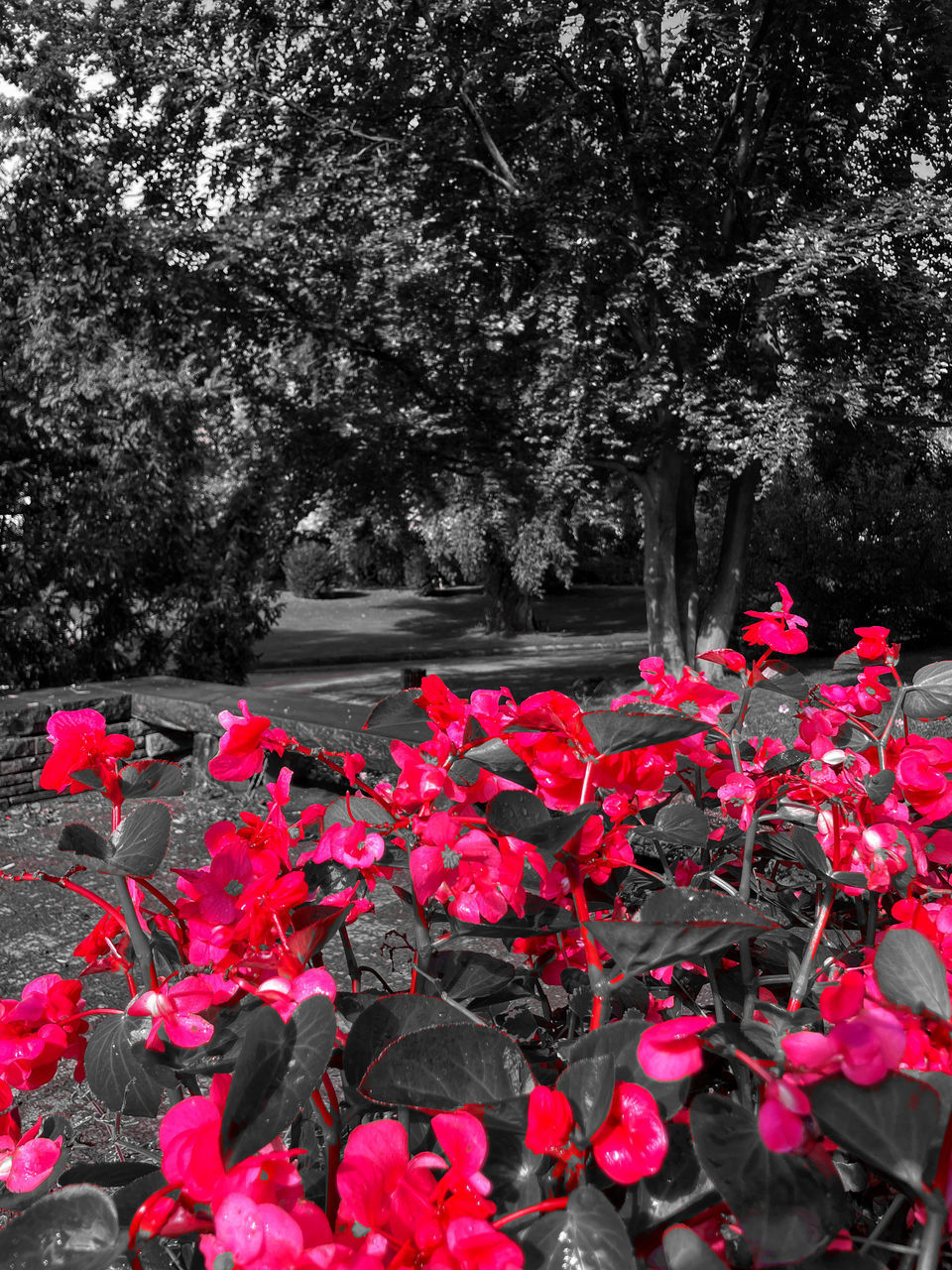 plant, flower, flowering plant, beauty in nature, nature, tree, growth, leaf, red, freshness, fragility, no people, day, outdoors, pink, petal, tranquility, park, plant part