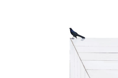 Low angle view of bird perching on tree