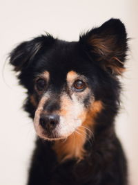 Close-up portrait of a dog