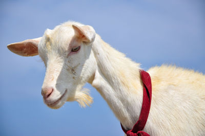 Close-up of goat against blue sky